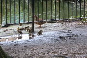 21st Mar 2023 - Tuesday Ducklings