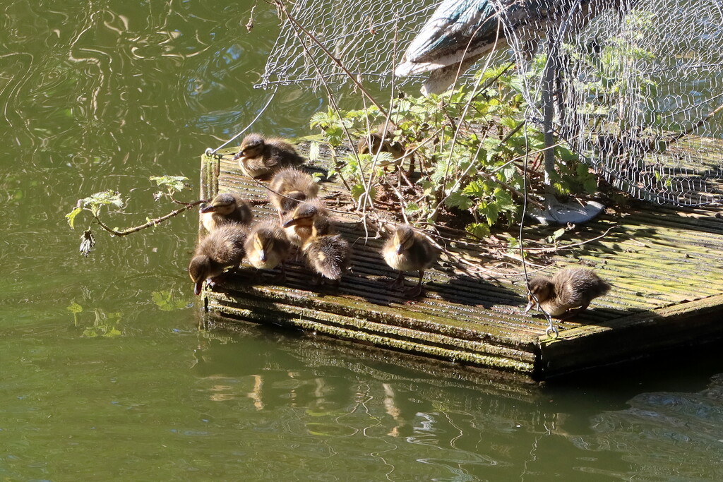 Sunday Ducklings by davemockford
