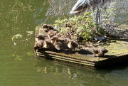 19th Mar 2023 - Sunday Ducklings