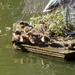 Sunday Ducklings by davemockford
