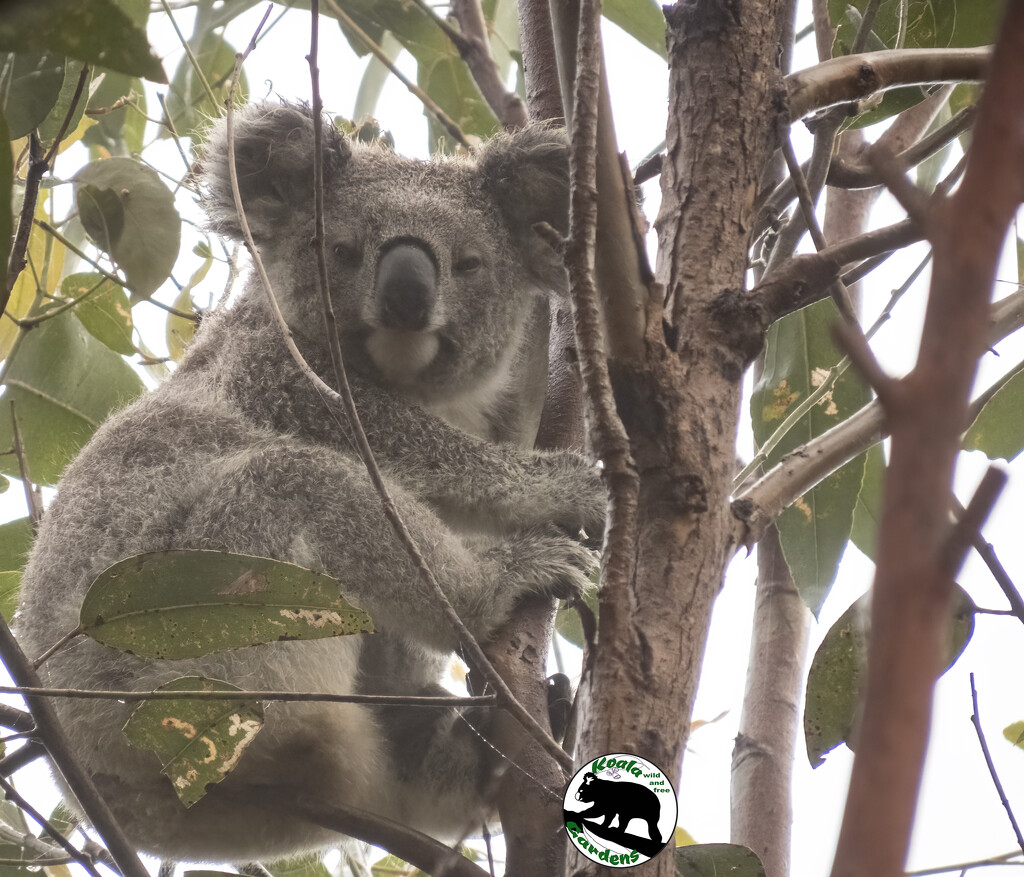 how big is Eddie now? by koalagardens