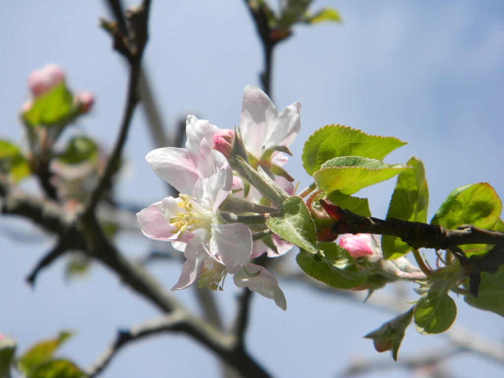 Apple Blossom  by sfeldphotos