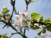 21st Mar 2023 - Apple Blossom 