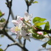 Apple Blossom  by sfeldphotos