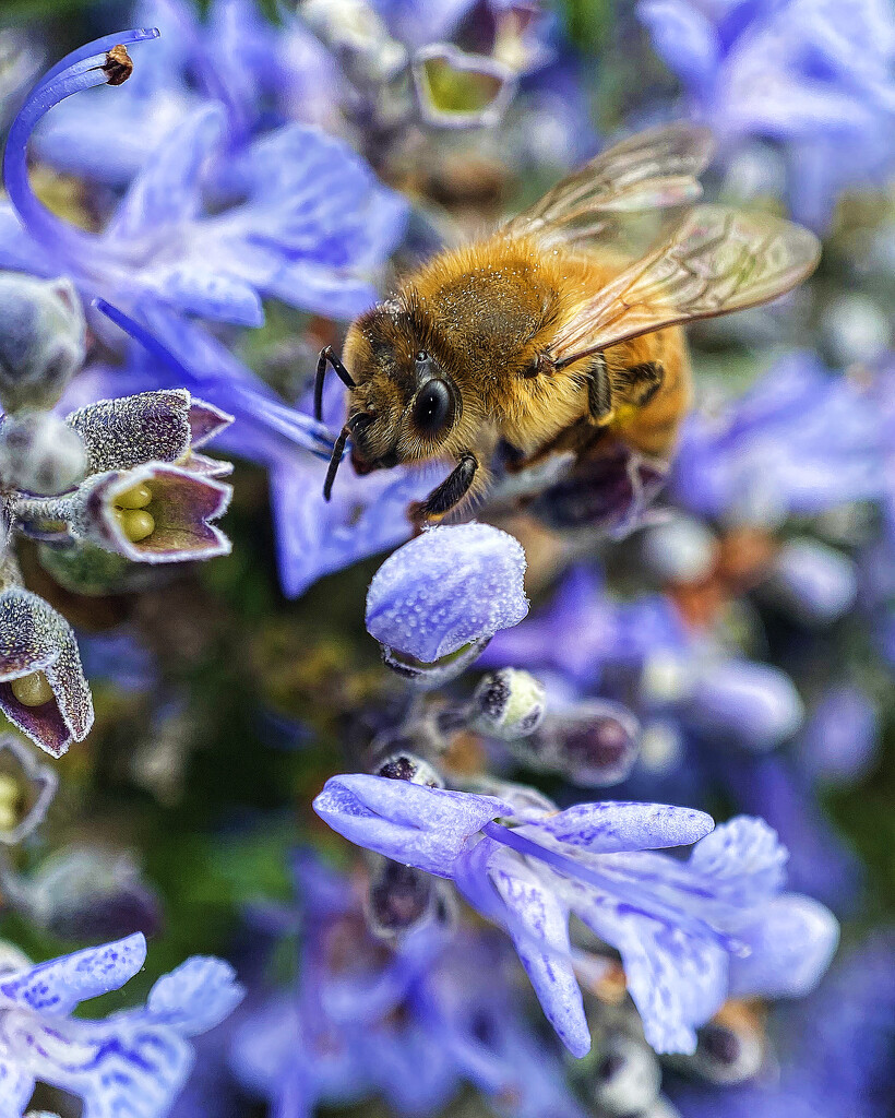 Pollinator by joysfocus