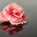 Rose by gaillambert