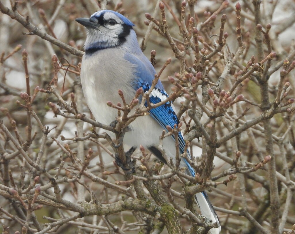 blue jay pose by amyk