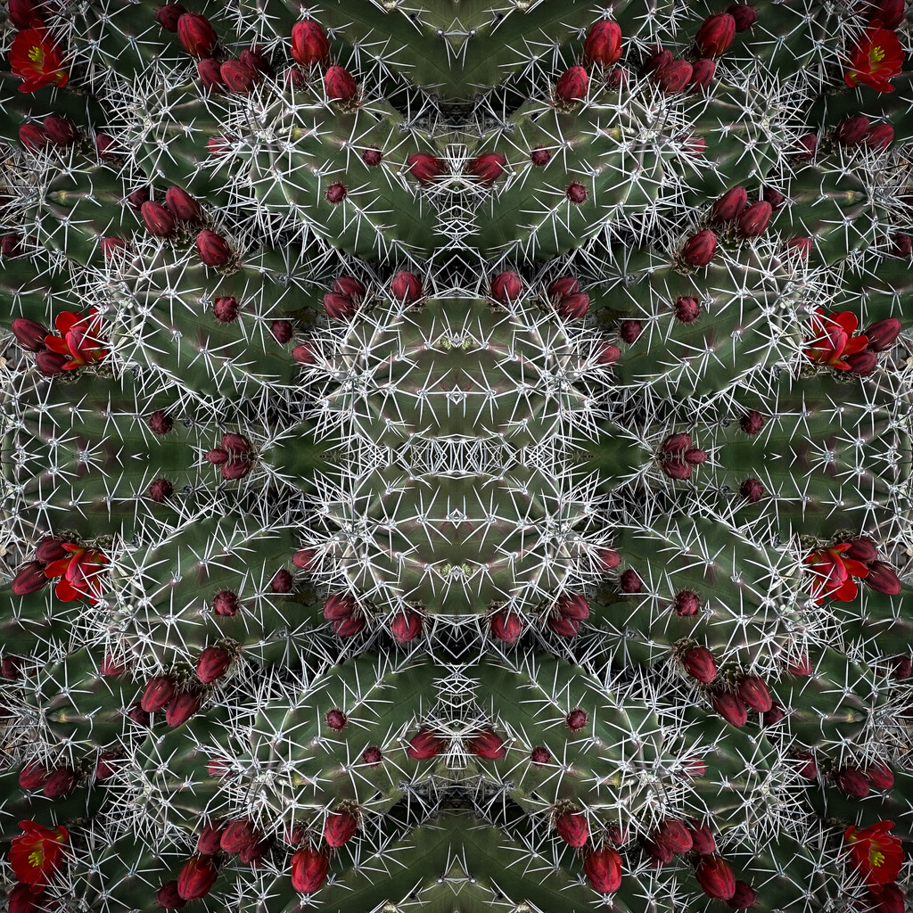 Cactus in Bloom ~ A Tessellation by 365projectorgbilllaing