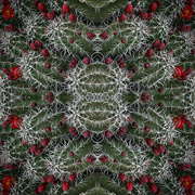 21st Mar 2023 - Cactus in Bloom ~ A Tessellation