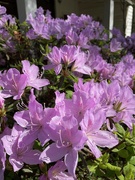19th Mar 2023 - The azaleas bloomed while I was gone