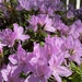 The azaleas bloomed while I was gone by margonaut