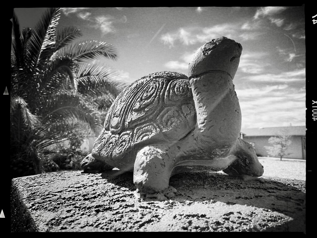 Turtle by jeffjones