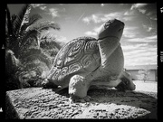 16th Mar 2023 - Turtle