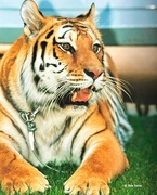 22nd Mar 2023 - "Qadesh" ~ The Female Siberian Tiger