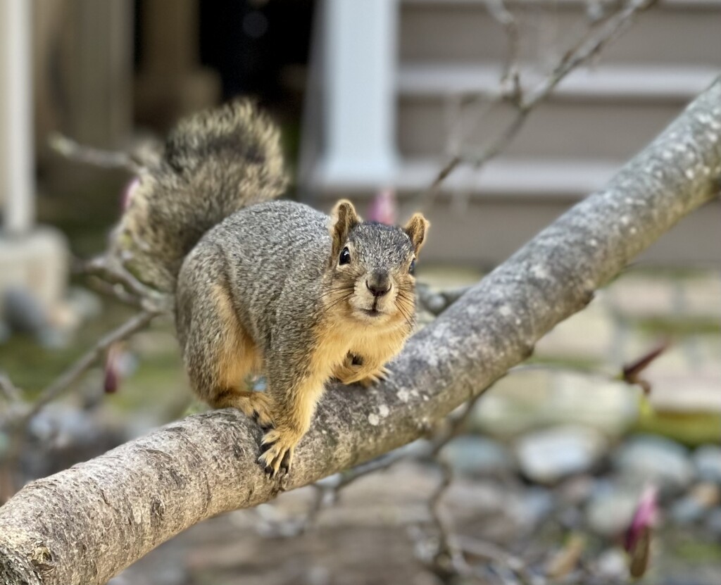 Squirrel by gardenfolk