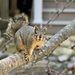 Squirrel by gardenfolk