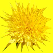 22nd Mar 2023 - dandelion yellow