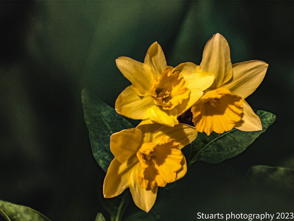 Daffodils  by stuart46