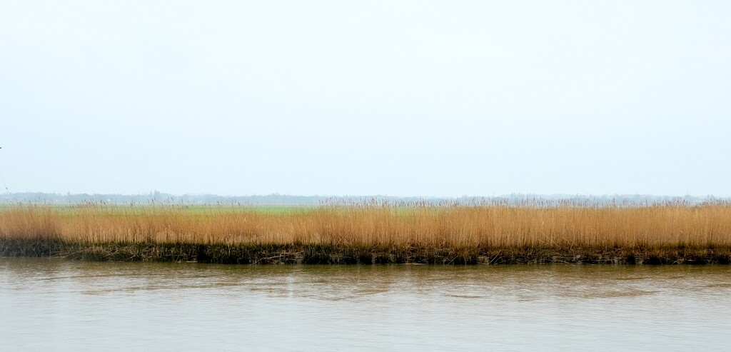 Reeds, minimal-37 by allsop