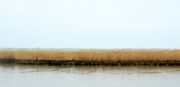 17th Mar 2023 - Reeds, minimal-37