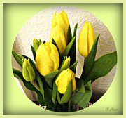 22nd Mar 2023 - Yellow tulips 