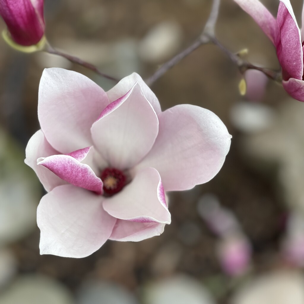 As a Magnolia Belongs by gardenfolk