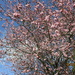 Warm,9c, blue sky and pink blossoms. by grace55