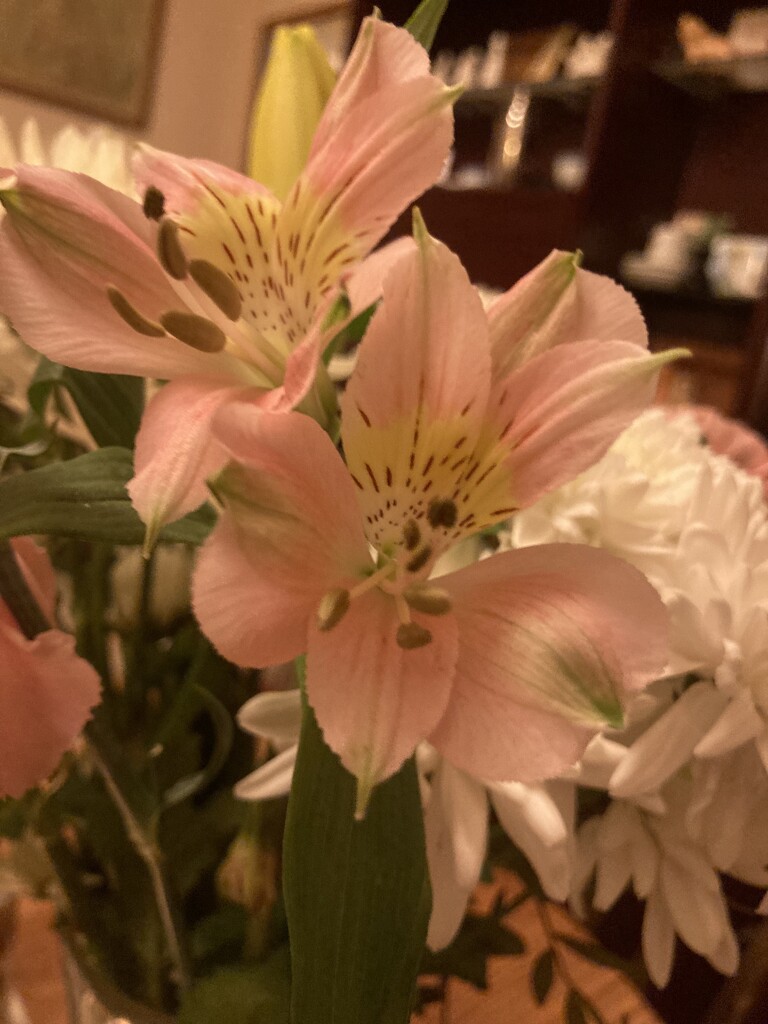 Peruvian Lilies by denidouble