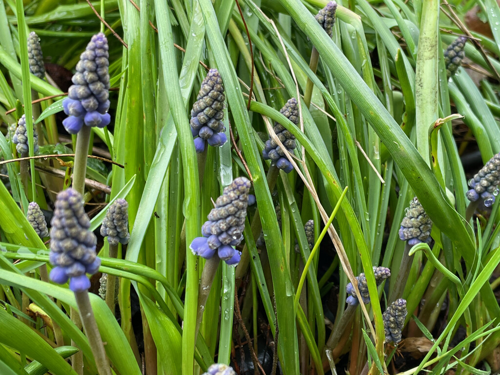 Grape Hyacinths by 365projectmaxine