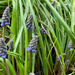 Grape Hyacinths by 365projectmaxine