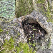 22nd Mar 2023 - A tree cradle