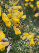 22nd Mar 2023 - Bee on Gorse