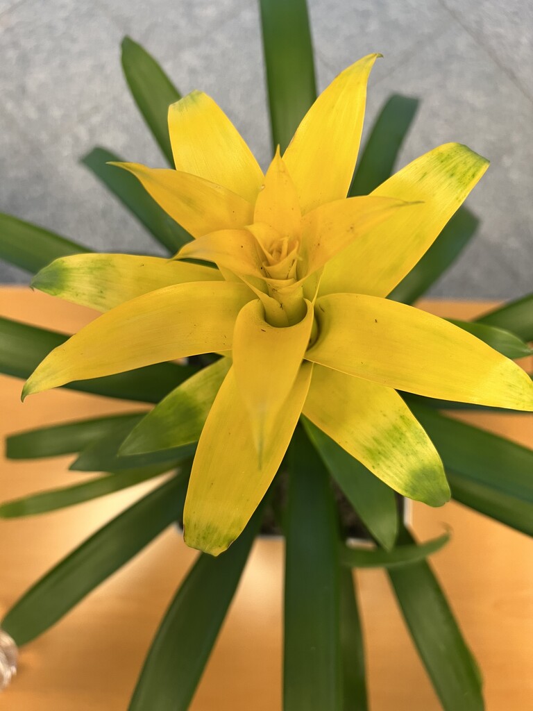 A yellow bromeliad  by louannwarren