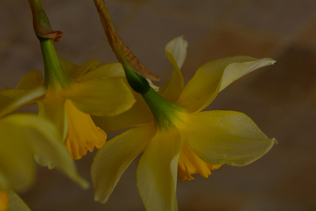 Daffodils............. by ziggy77