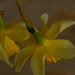 Daffodils.............