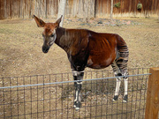 22nd Mar 2023 - Okapi