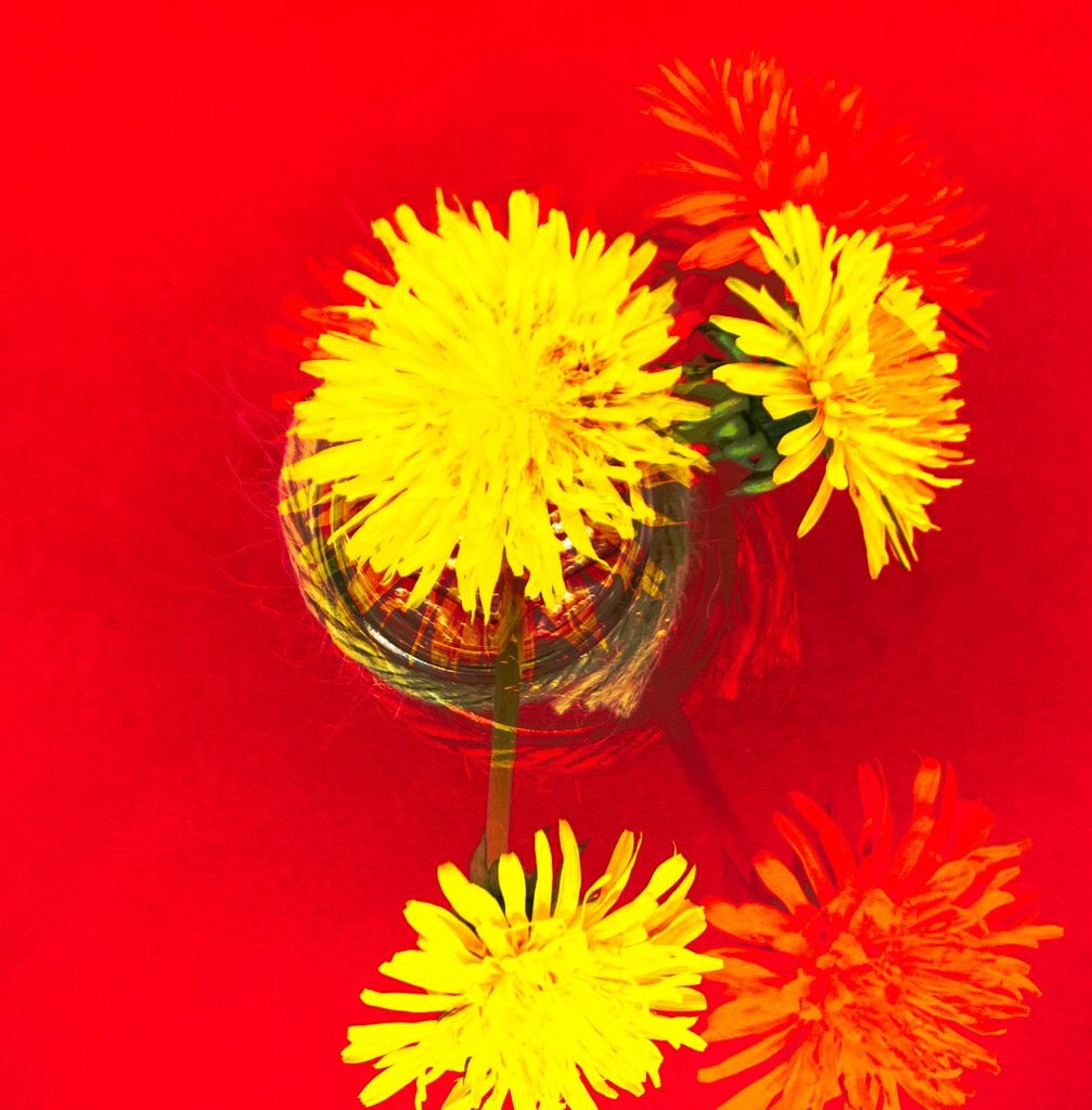 Playing with Dandelions and Photoshop by philm666