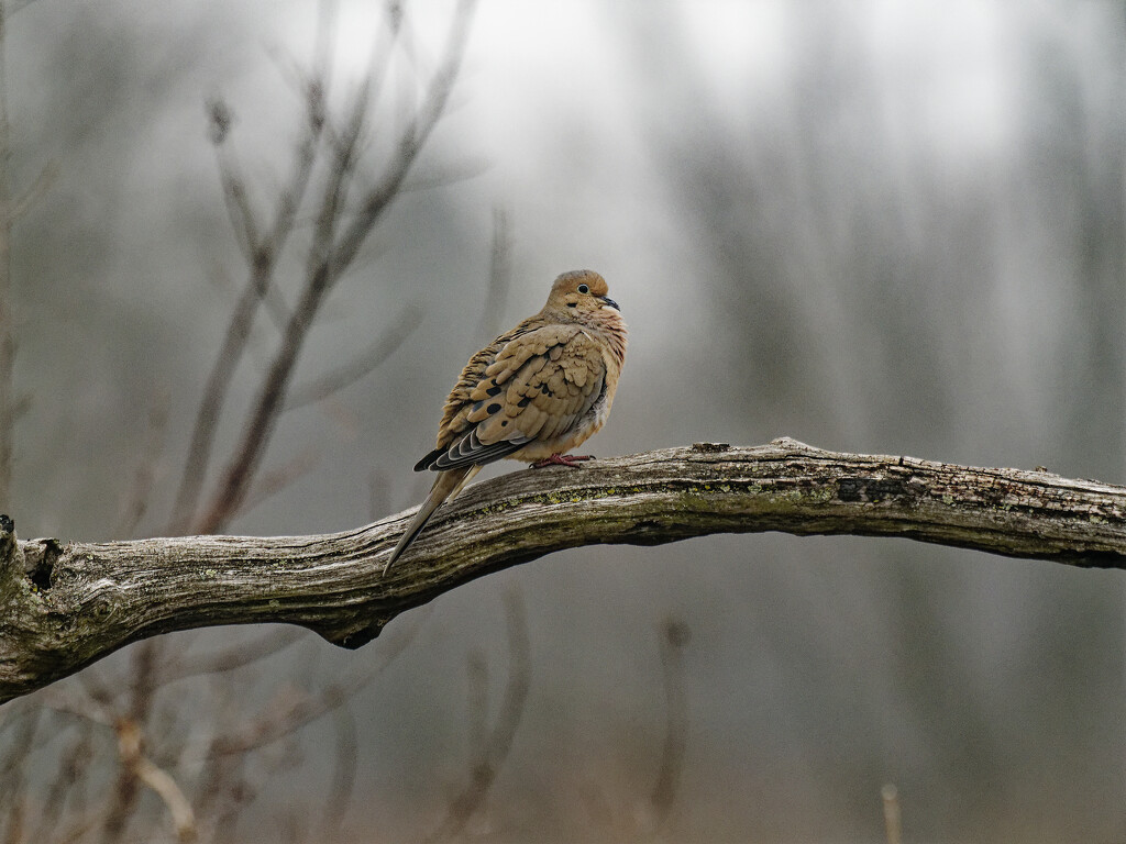 mourning dove on a branch by rminer