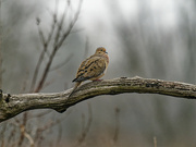 22nd Mar 2023 - mourning dove on a branch