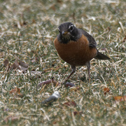 22nd Mar 2023 - American robin and worm