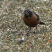 American robin and worm by rminer