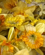 22nd Mar 2023 - Day 81 - Daffodils 