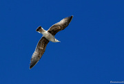 21st Mar 2023 - Seagull