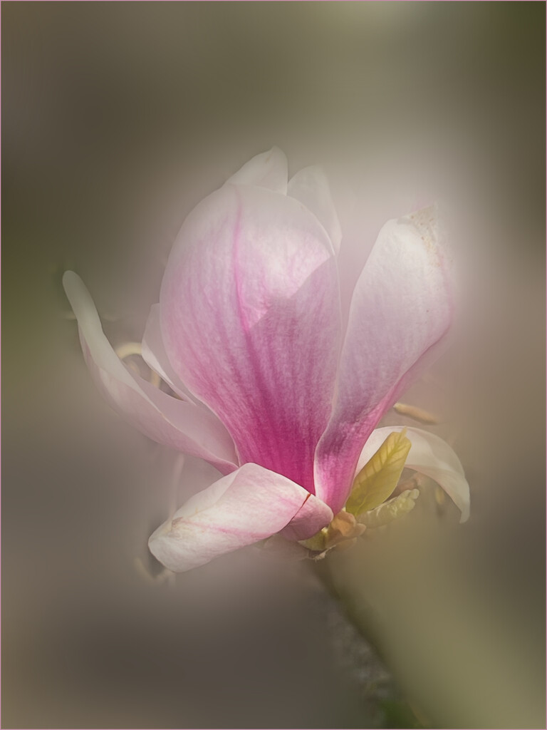 Magnolia Blossom by marshwader