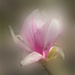 Magnolia Blossom by marshwader