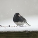 Junco in Snow by princessicajessica