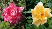 23rd Mar 2023 -  Two Beautiful Roses ~