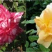  Two Beautiful Roses ~