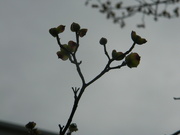 22nd Mar 2023 - Buds on Tree
