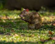 21st Mar 2023 - Agouti Paca snacking on fallen nuts